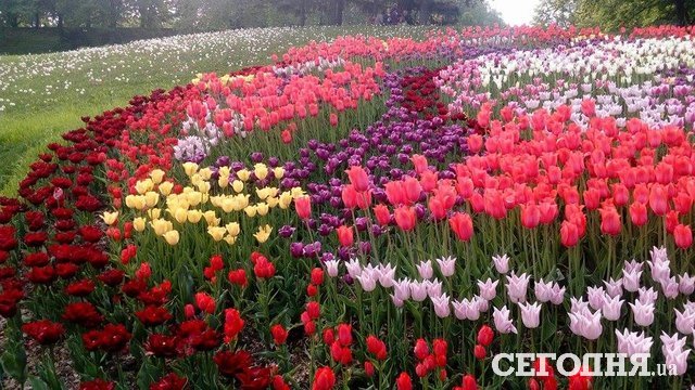 Тюльпаны на Певческом поле. Фото: Владимир Крекотин