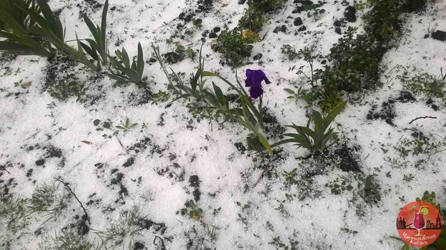 <p>Сніг в Чернігові. Фото: соцмережі</p>