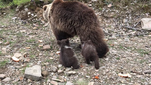 Маленькие медвежата. Фото: Facebook