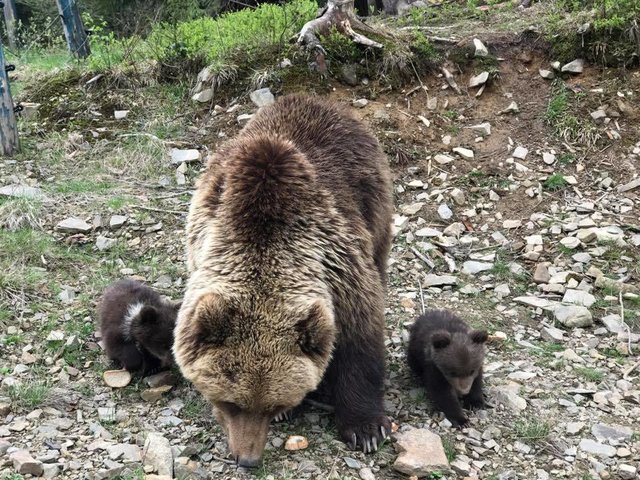 Маленькие медвежата. Фото: Facebook