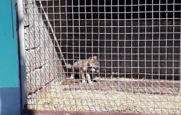 В Днепре из плена частного зоопарка спасли умирающего волченка, фото dv-gazeta.info