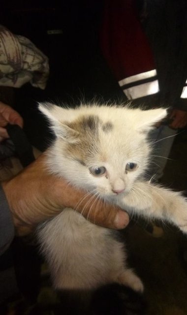 <p>Вдалося врятувати двох кошенят. Фото: facebook.com/KARG.kyivanimalrescuegroup</p>