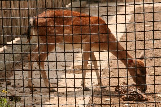 <p>В Одеському зоопарку – поповнення. Фото: omr.gov.ua</p>