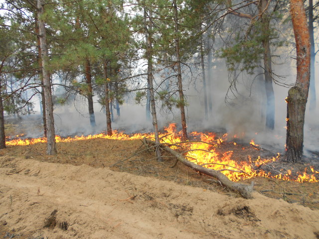 <p>На Херсонщині горить ліс. Фото: ДСНС</p>