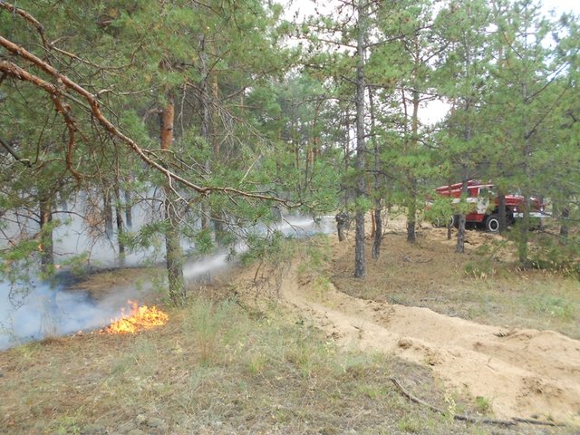 <p>На Херсонщині горить ліс. Фото: ДСНС</p>