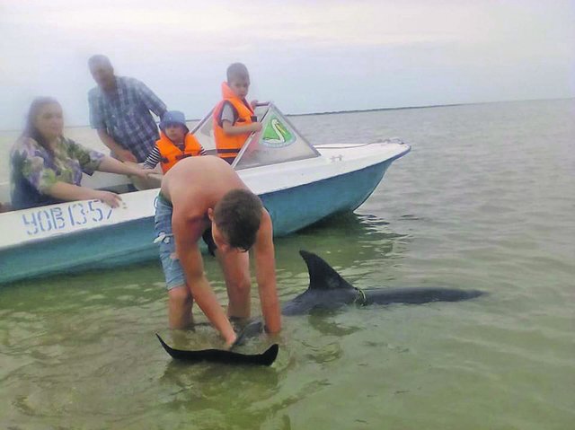 <p>Порятунок дельфінів. Фото: facebook.com</p>