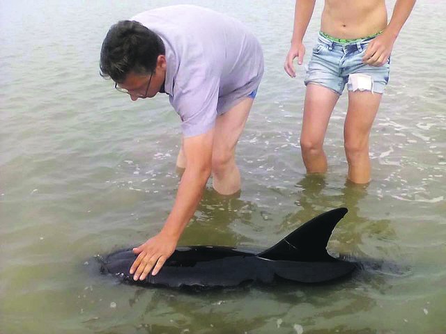 <p>Порятунок дельфінів. Фото: facebook.com</p>