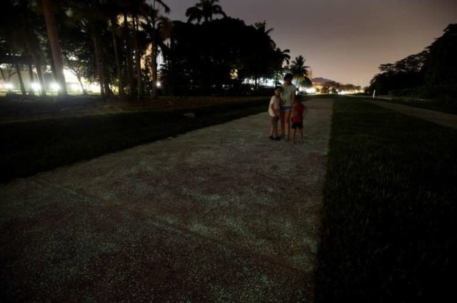 Светящаяся тропа в Сингапуре. Фото: Mashable, Straitstimes
