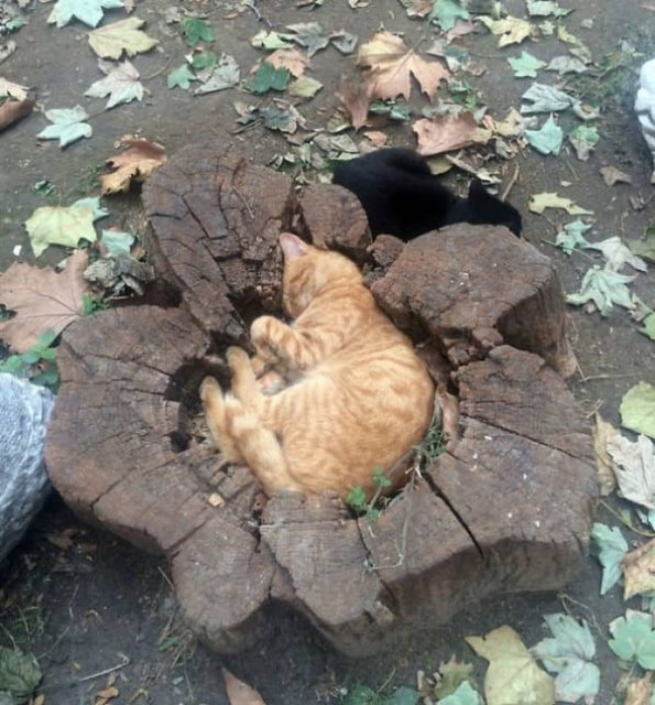 <p>Коти дивують нас своєю винахідливістю. Фото: instagram</p>