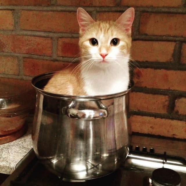 Коты удивляют нас своей находчивостью. Фото: instagram