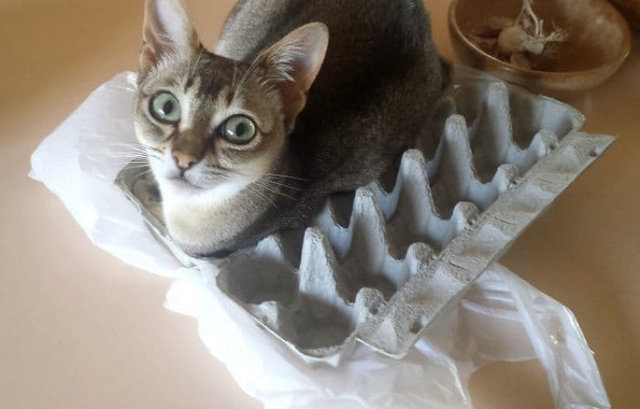 <p>Коти дивують нас своєю винахідливістю. Фото: instagram</p>