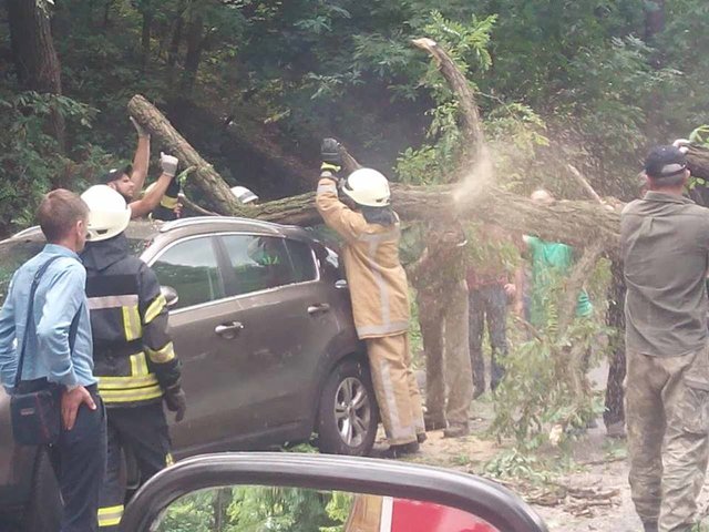Дерево рухнуло на припаркованный автомобиль. Фото: ГСЧС в Киеве