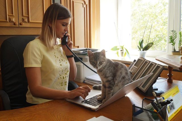 Коты – не редкость на госслужбе во многих странах. Фото: facebook.com/RadioSvoboda.Org