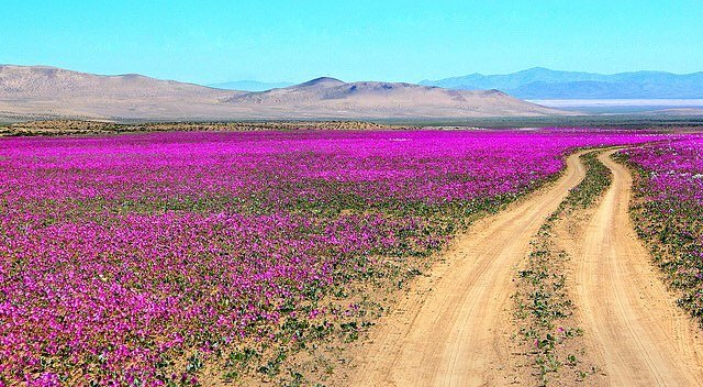 <p>Чилійська пустеля Атакама. Фото: соцмережі</p>