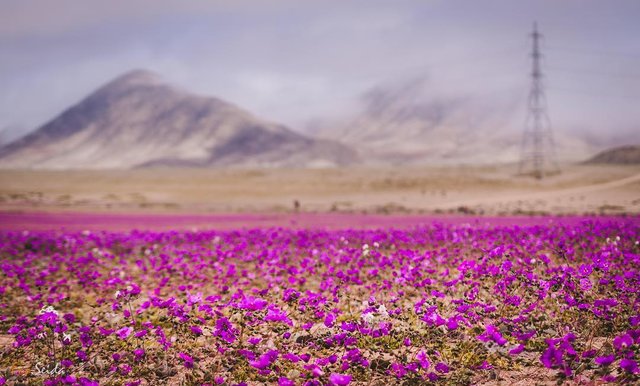 Чилийская пустыня Атакама. Фото: соцсети