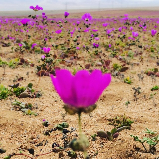 <p>Чилійська пустеля Атакама. Фото: соцмережі</p>