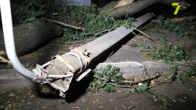 Дерево упало на людей. Фото: 7kanal.com.ua