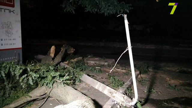 Дерево упало на людей. Фото: 7kanal.com.ua