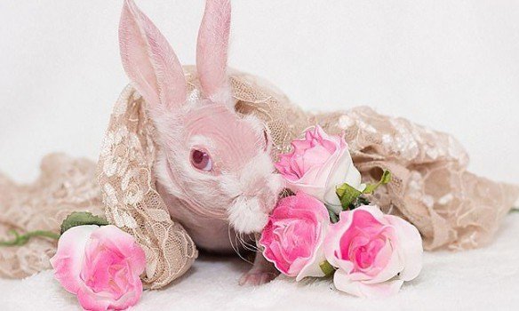 В Австралии спасенный от усыпления лысый кролик стал звездой соцсетей,  Фото: Instagram