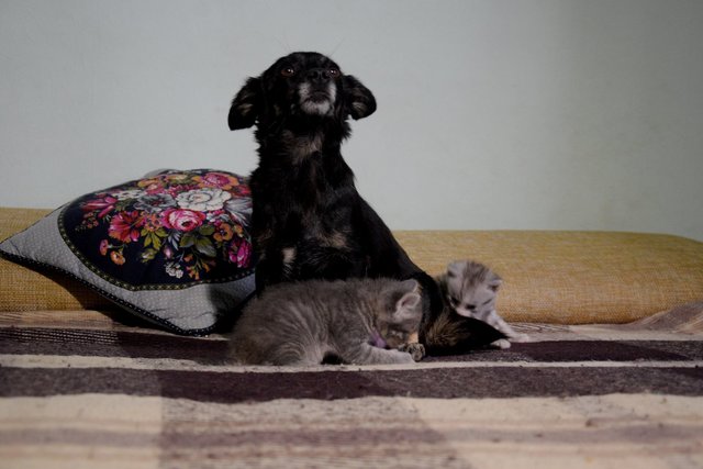 <p>В Одесі собака "усиновив" двох кошенят. Фото: соцмережі/Ольга Годовенко</p>