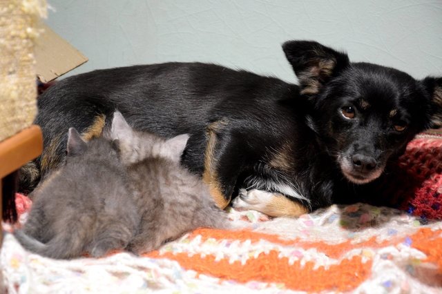 В Одессе собака "усыновил" двух котят. Фото: соцсети / Ольга Годовенко