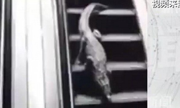 В Китае по супермаркету гулял аллигатор, скриншот