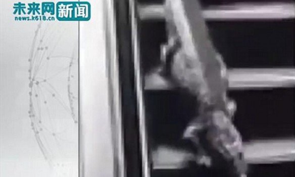 <p>У Китаї по супермаркету гуляв алігатор, скріншот</p>