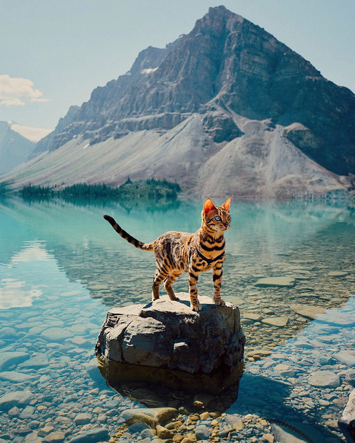 Бенгальская кошечка из Канады путешествует по всему миру вместе со своей хозяйкой. Фото: instagram.com
