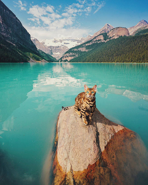 Бенгальская кошечка из Канады путешествует по всему миру вместе со своей хозяйкой. Фото: instagram.com