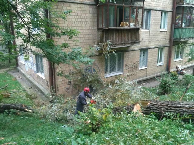 Упавшее дерево. Фото: facebook.com/KARS.Kyiv