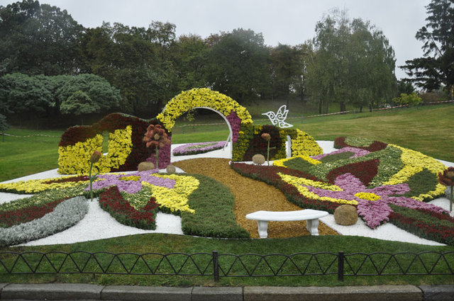 Выставка хризантем на Певческом поле. Фото: Мила Князьская-Ханова, "Сегодня"