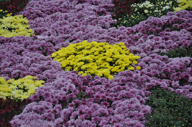 <p>Виставка хризантем на Співочому полі. Фото: Міла Князьська-Ханова, "Сегодня"</p>