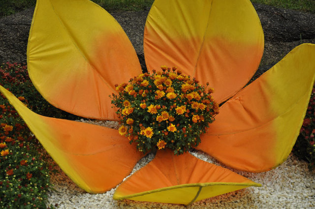 Выставка хризантем на Певческом поле. Фото: Мила Князьская-Ханова, "Сегодня"