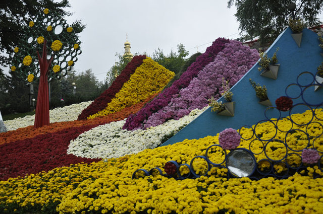 <p>Виставка хризантем на Співочому полі. Фото: Міла Князьська-Ханова, "Сегодня"</p>