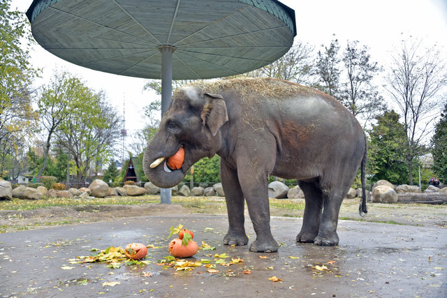 <p>У Київському зоопарку весело відзначили День всіх святих – Хеллоуін. Фото: Київський зоопарк</p>