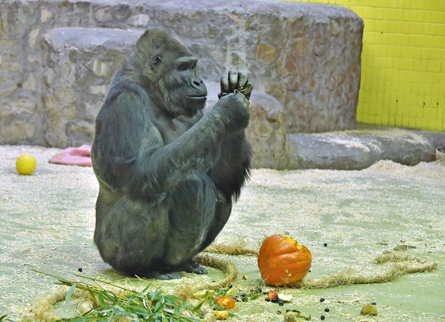 В Киевском зоопарке весело отметили День всех святых — Хэллоуин. Фото: Киевский зоопарк