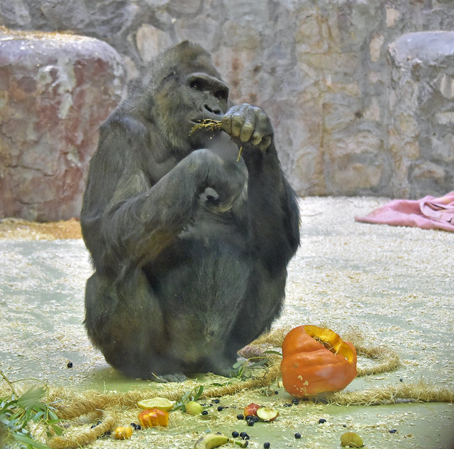 В Киевском зоопарке весело отметили День всех святых — Хэллоуин. Фото: Киевский зоопарк