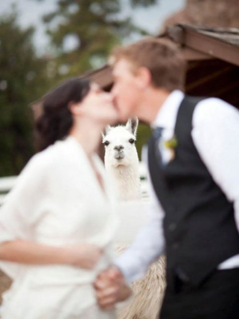 Смешная свадьба. Фото: соцсети