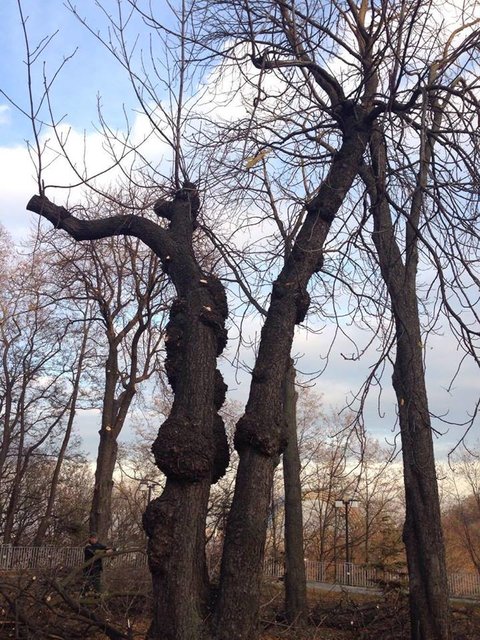 <p>Обрізка дерев. Фото: Vitya Shurapov.</p>