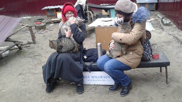 <p>Котики повеселішали і стали грайливими. Фото: facebook.com/zoocatskyiv</p>