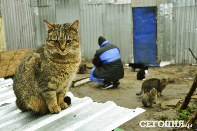 "Кошачий городок" и его обитатели. Фото: Мила Князьская-Ханова, "Сегодня"