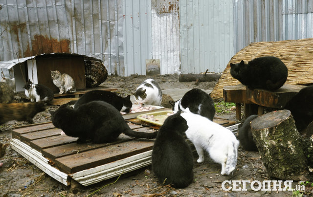 "Кошачий городок" и его обитатели. Фото: Мила Князьская-Ханова, "Сегодня"