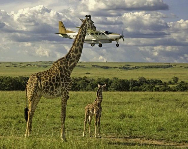 <p>Найкращі фотографії тварин. Фото: Comedy Wildlife Photography Awards</p>
