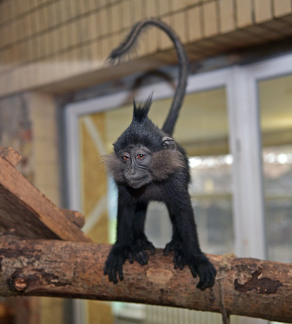 Киевляне и гости столицы смогут увидеть приматов столичного зоопарка