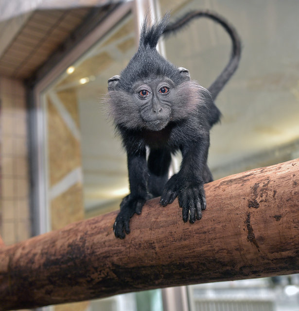 <p>Киевляне и гости столицы смогут увидеть приматов столичного зоопарка</p>
