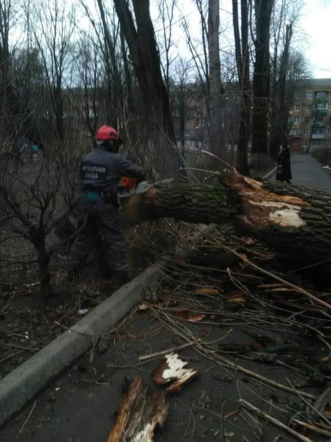 <p>Дерево розпиляли і звільнили проїзд. Фото: facebook.com/KARS.Kyiv</p>