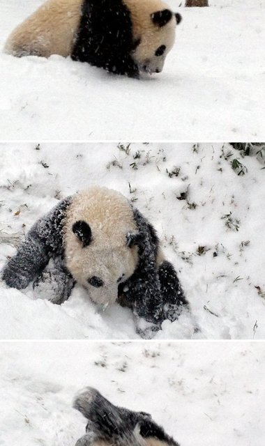 <p>Фото: Bored Panda.</p>