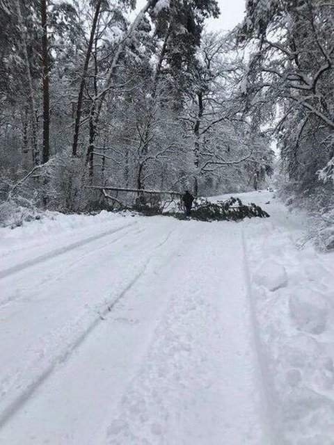 <p>Трасу Черкаси-Канів завалило деревами</p> | Фото: Влад Антонов