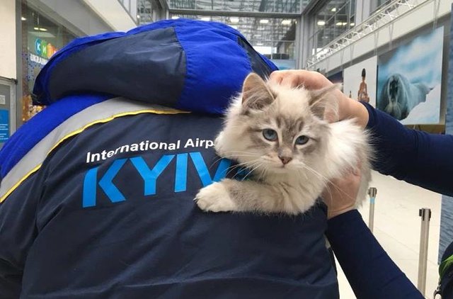 Котенку удалось найти нового хозяина. Фото: facebook.com/kievtransport