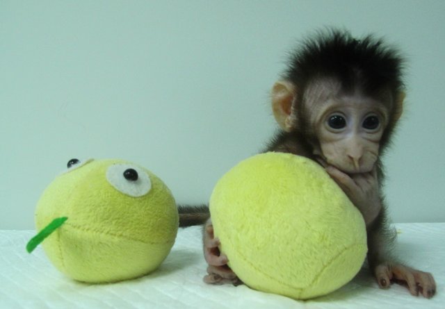 Клонированные обезьяны. Фото: AFP
